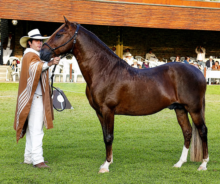 Pachacamac + Show De Caballos Con Almuerzo En Hacienda Ficus